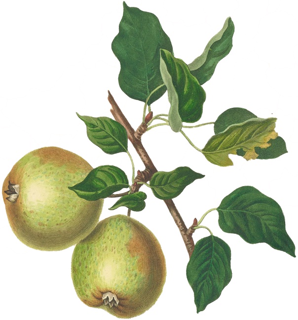 illustration of pears